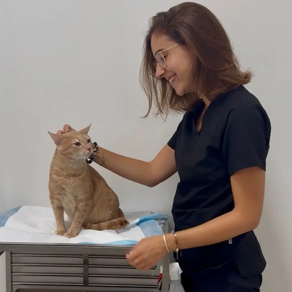 Diagnóstico Clínica Veterinaria Cat Friendly De Gatitos Diagnóstico Clínica Veterinaria Cat Friendly De Gatitos