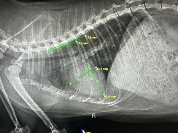 Cardiología Felina - Cardiomegalia_VHS - Clínica veterinaria de gatos | DeGatitos