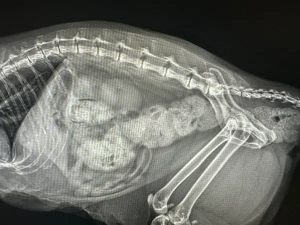 Gastroenterología Megacolon Felino  - Clínica veterinaria de gatos | DeGatitos