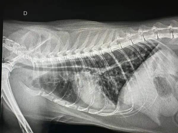 Problemas Respiratorios -Bronquitis Crónica Felina - Clínica veterinaria de gatos | DeGatitos