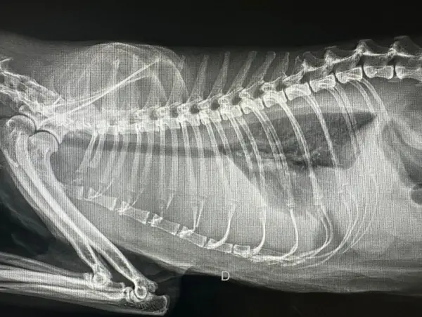 Problemas Respiratorios -Efusión Pleural - Clínica veterinaria de gatos | DeGatitos